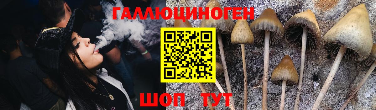 Галлюциногенные грибы Psilocybe  Галлюциногенные грибы Psilocybe  Шумерля 